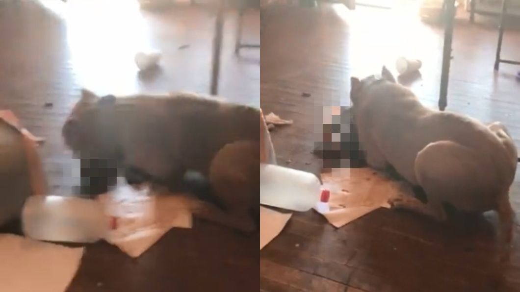 凶狠比特犬闖屋 女飼主哭喊「牠在啃我的貓咪」