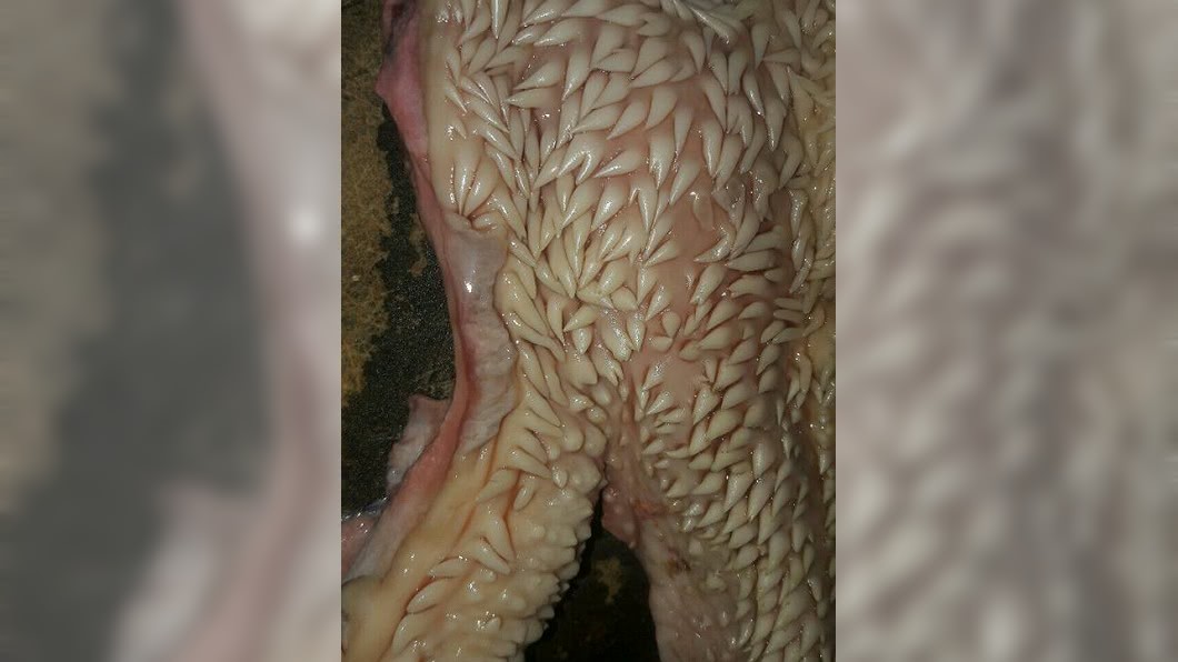 牛器官布滿神秘「白色肉芽」 網嚇:密集恐懼症別看