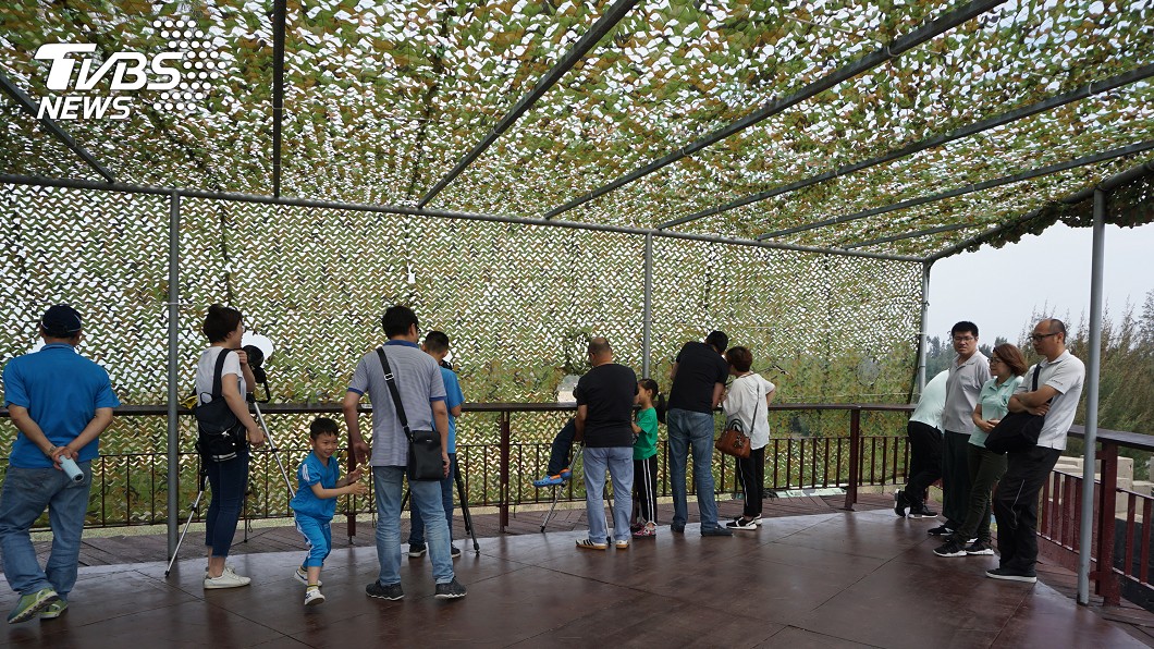 金門用心打造棲地 栗喉蜂虎提早報到
