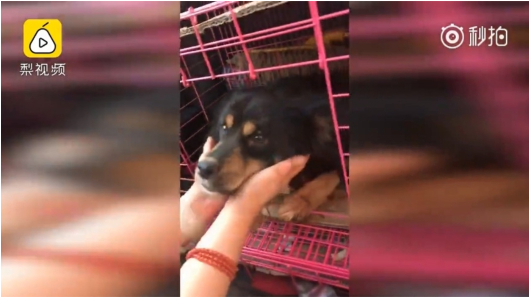 圖/擷取自影片
