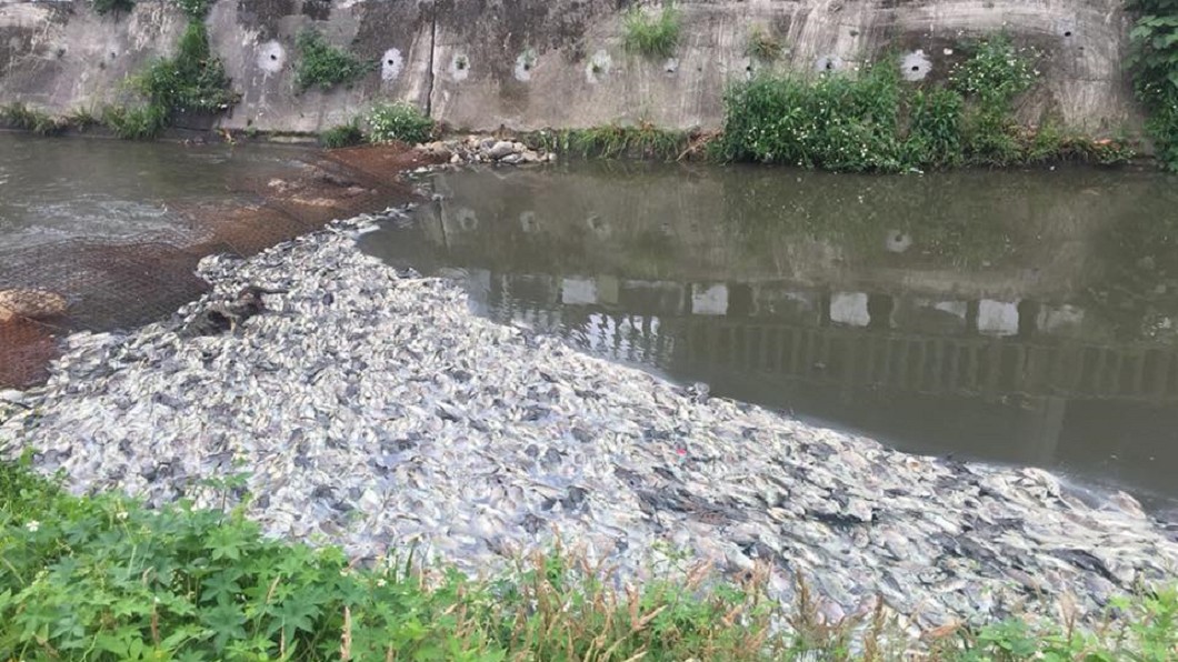 敬鵬火災廢水比檸檬汁還酸　排入溪近14噸魚暴斃