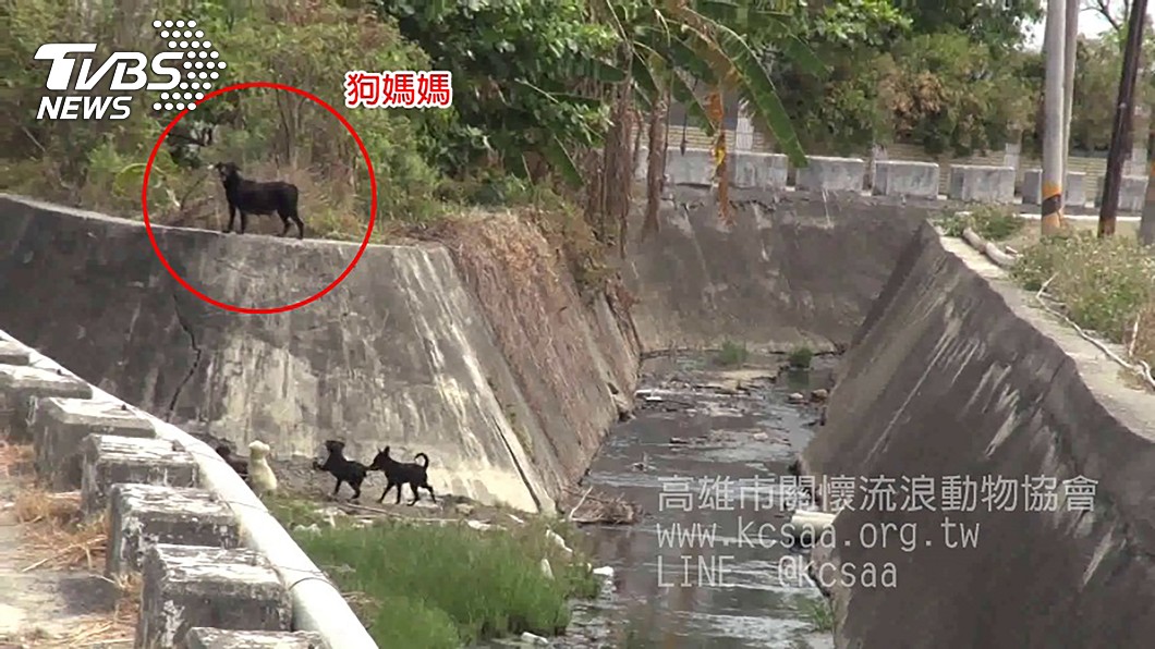 母愛！4幼犬困深溝　狗媽媽每天跳3米坡餵養