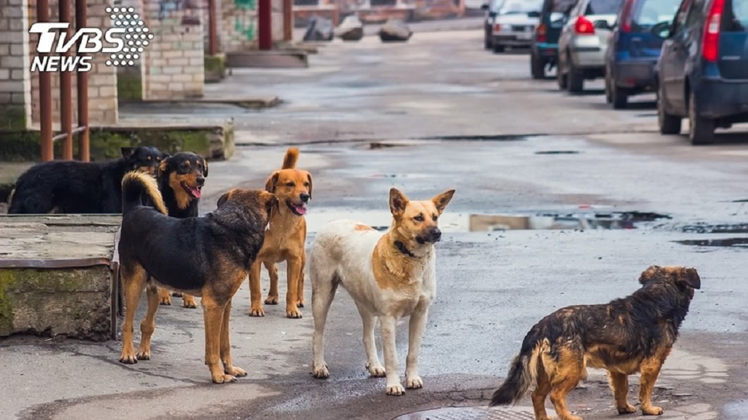 6惡犬撲倒撕咬!男絕望掙扎「20秒慘遭分食」