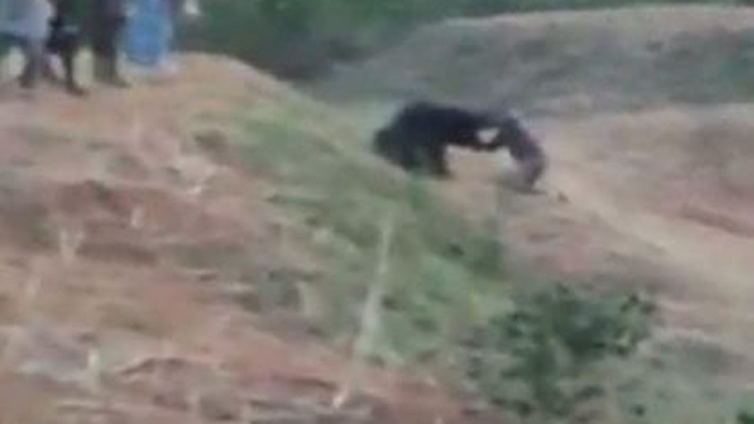 影/白目男堅持和懶熊玩自拍 下一秒慘被活活咬死