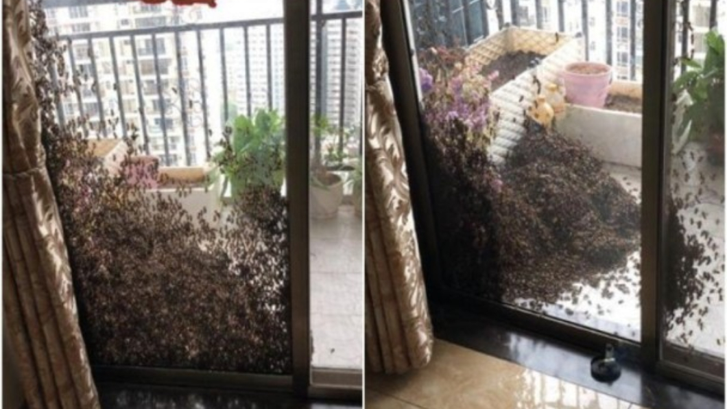 驚!陽台曬羽絨衣 竟引來「萬隻蜜蜂」盤據
