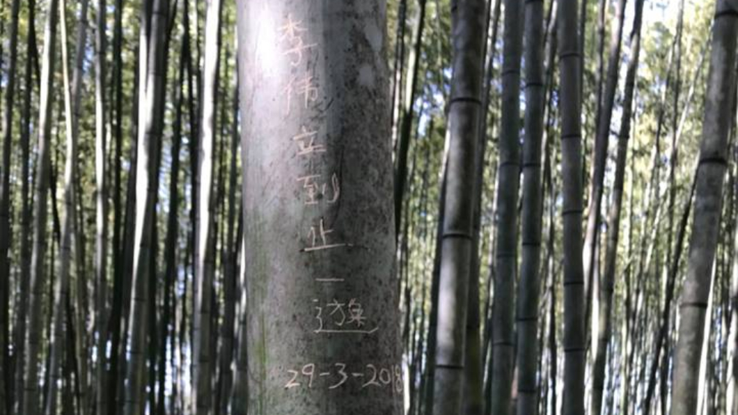 「李偉立到此一遊」 京都嵐山竹林　遭遊客刻字破壞