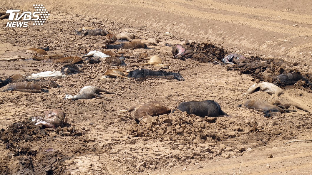 亞利桑那州乾旱　近200匹野馬集體死亡