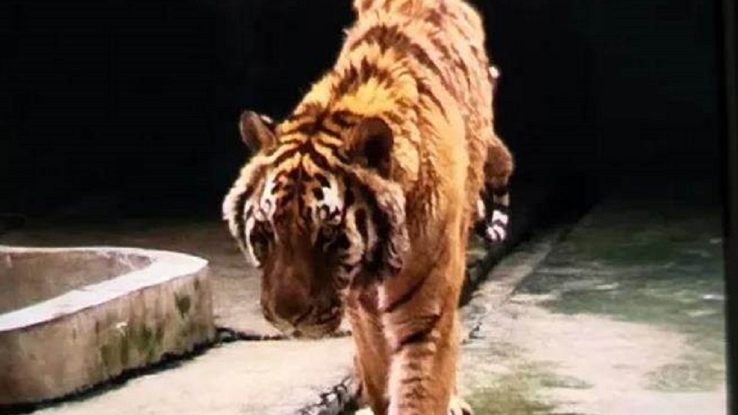 飼養員遭老虎咬死 照片曝光網嘆「我家貓都比牠胖」