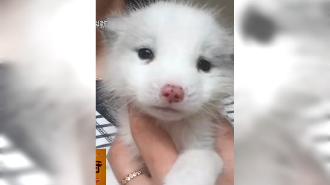 萌犬不吃狗糧不亂叫 她養半年驚覺糗大了