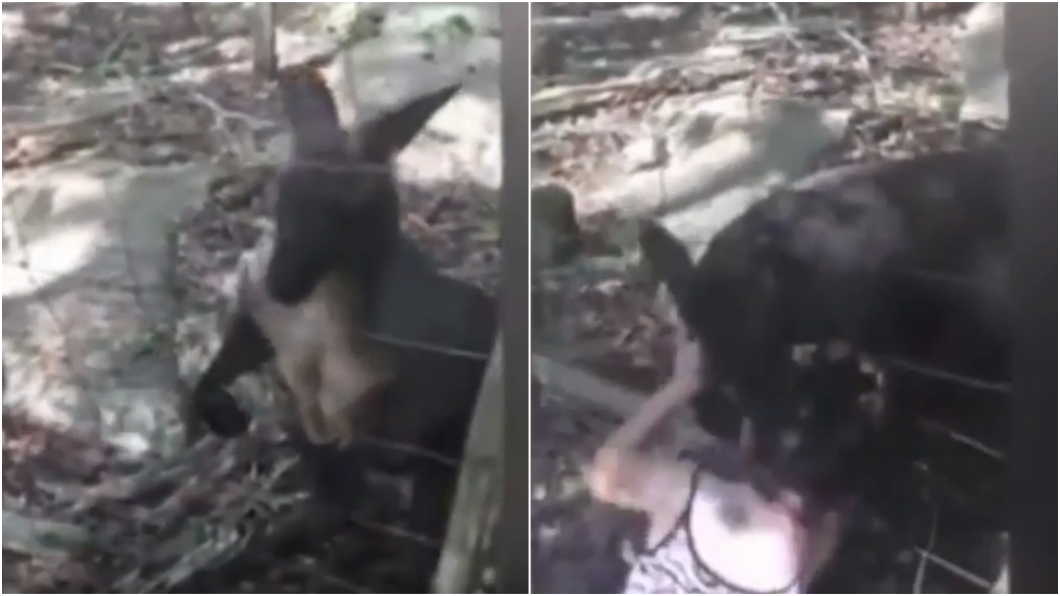 嚇!挑釁動物園袋鼠 女童被「咬爛耳朵」縫14針