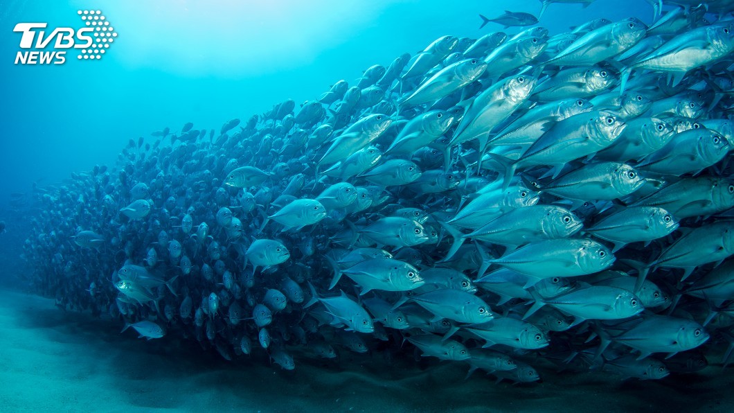 抓大魚放小魚? 研究警告舊觀念有問題