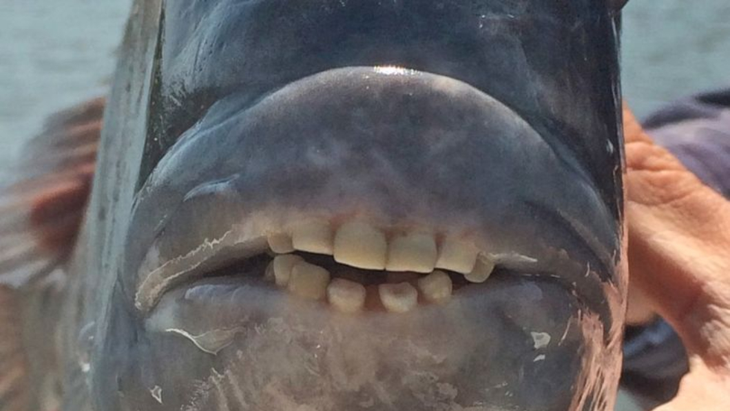 她捕獲怪魚張嘴「露齒微笑」 嚇壞一票網友