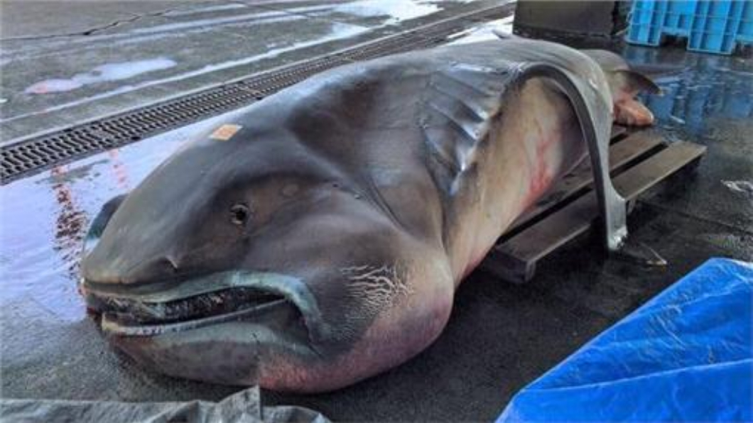 日瘋傳「地震魚」出沒照 遭主播揭穿是盜用的