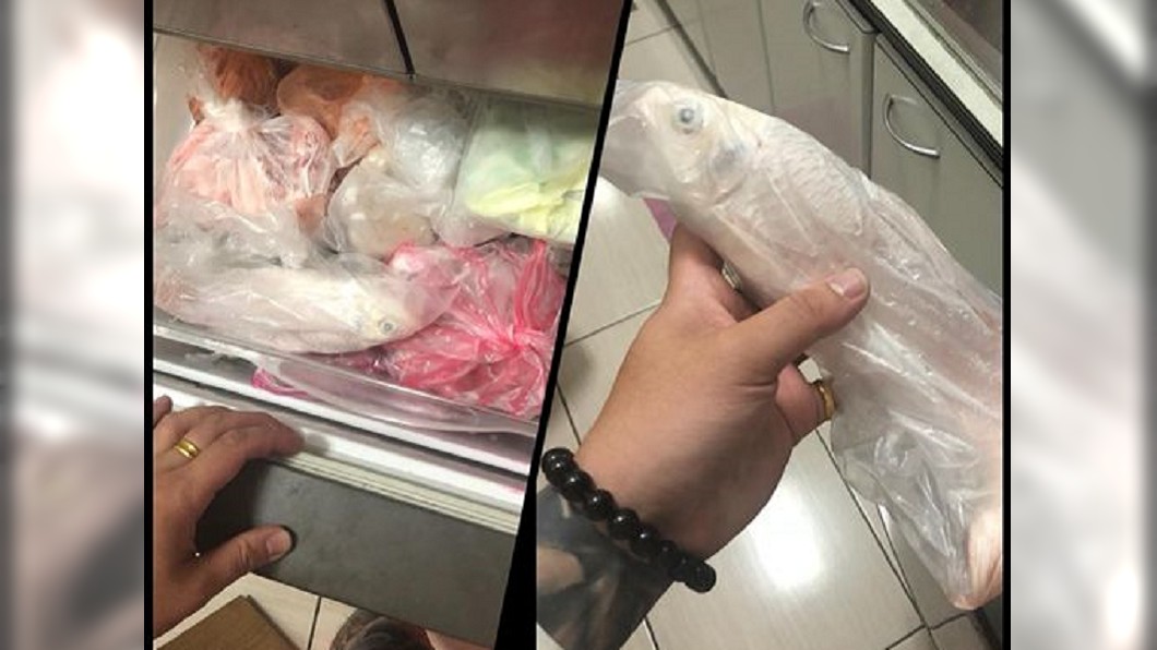 阿嬤母湯啦!萬元白金鯉突消失 一轉身…加菜囉