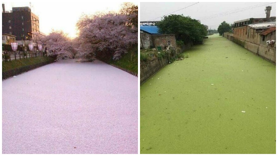 日本「櫻花河」超美　陸網友分享秘境「抹茶河」