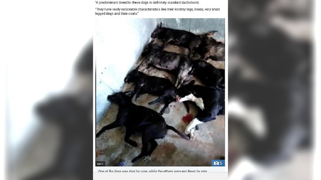 7隻臘腸犬變「兇猛惡犬」 婦人遭活活咬死
