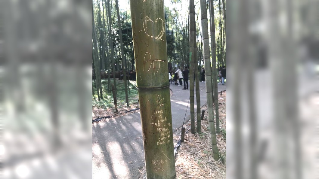 嵐山竹林在哭泣 慘遭塗鴉貼綠色膠帶