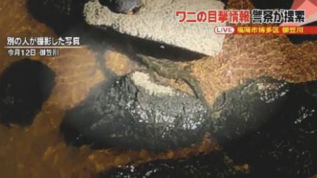 博多市區鱷魚現蹤! 日警搜捕福岡人心慌