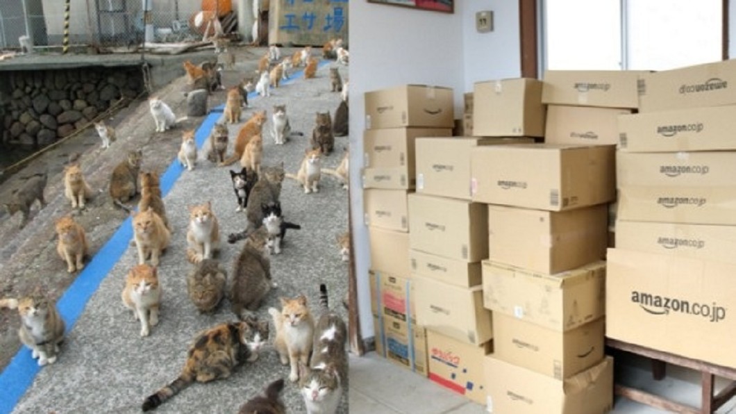 「貓島」缺飼料求助　愛心噴發反讓島民傷腦筋