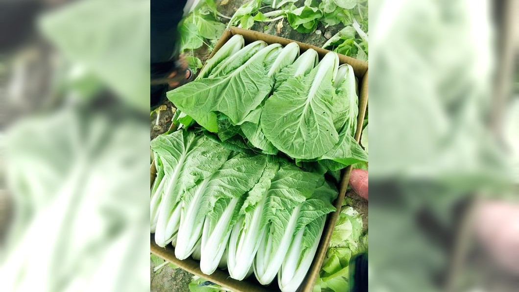 超美鵝仔白「20kg只值1百」 農苦嘆:越努力賠越多