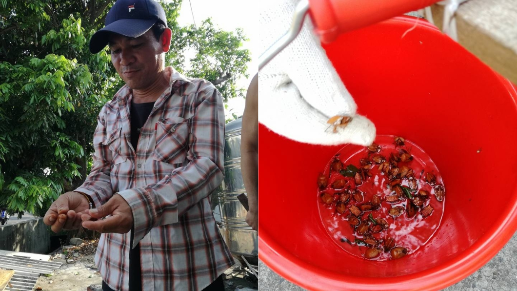 天敵是你!荔枝椿象暴增超噁 他狂抓:這超好吃