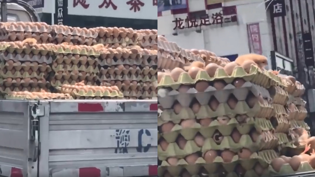 熱瘋!貨車載蛋熱到「孵出小雞」 網驚:下面的怎麼辦?