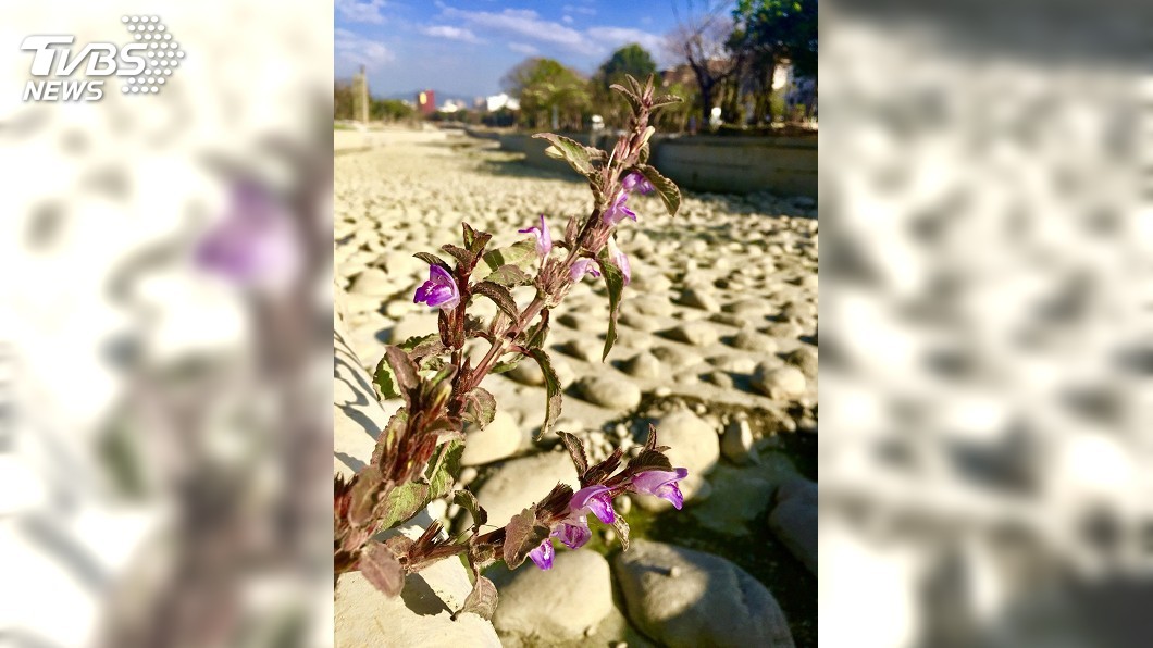 瀕臨絕種大安水蓑衣 花博葫蘆墩再現風華