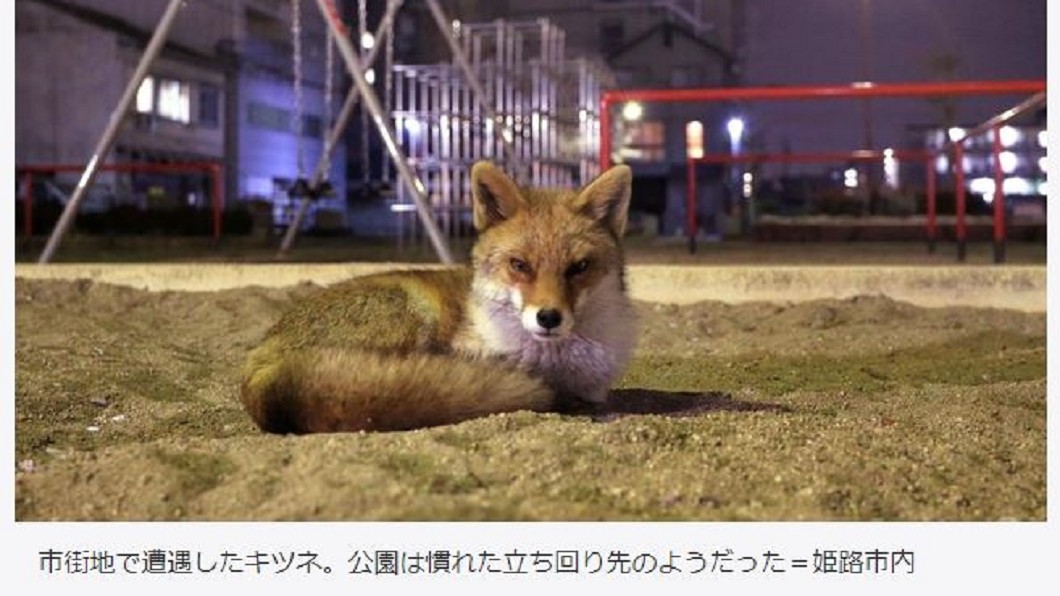 城市裡的新住民 姬路城出現野生狐狸