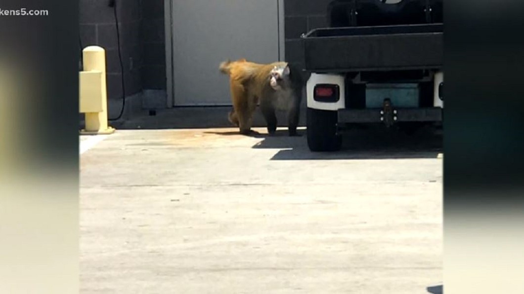 德州機場不速之客! 猴子逃脫玩耍2小時