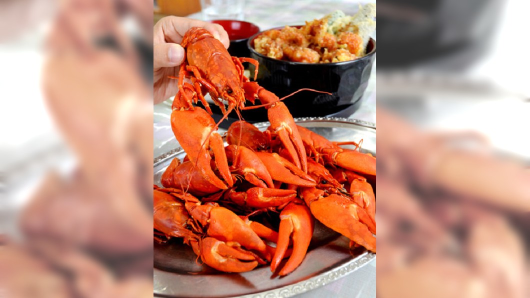 外來螯蝦入侵北海道 餐廳推出特色料理
