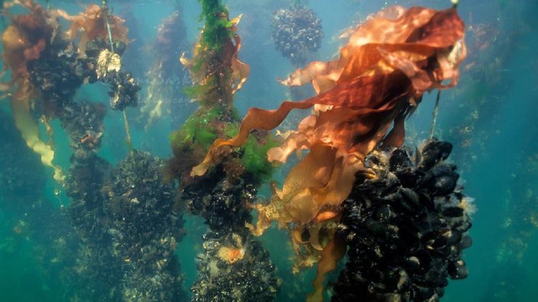 蛤蜊海帶共生3D養殖　解決糧荒抗氣候變遷