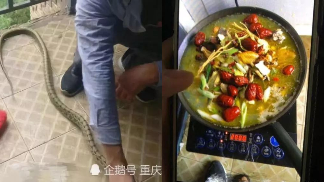 狂!大蛇誤闖男生宿舍 慘遭「剝皮剁塊」燉成湯