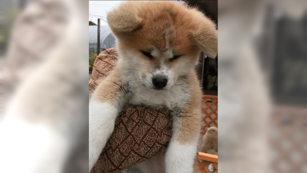 日贈送小秋田犬 魅力萌倒俄滑冰女將