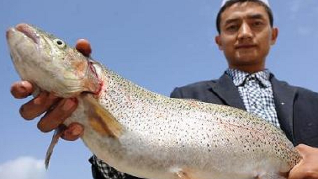 青海高原養鮭魚? 遭踢爆「那是淡水虹鱒魚」