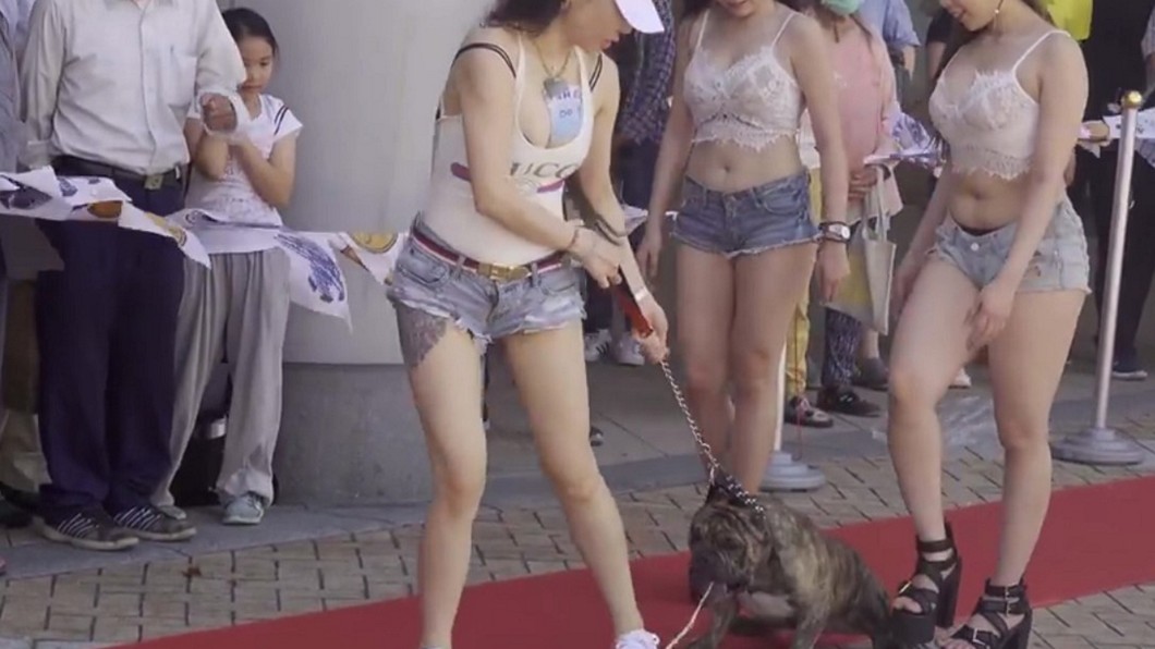 犬展狗兒疑遭硬拖狂吐　動保團體譴責