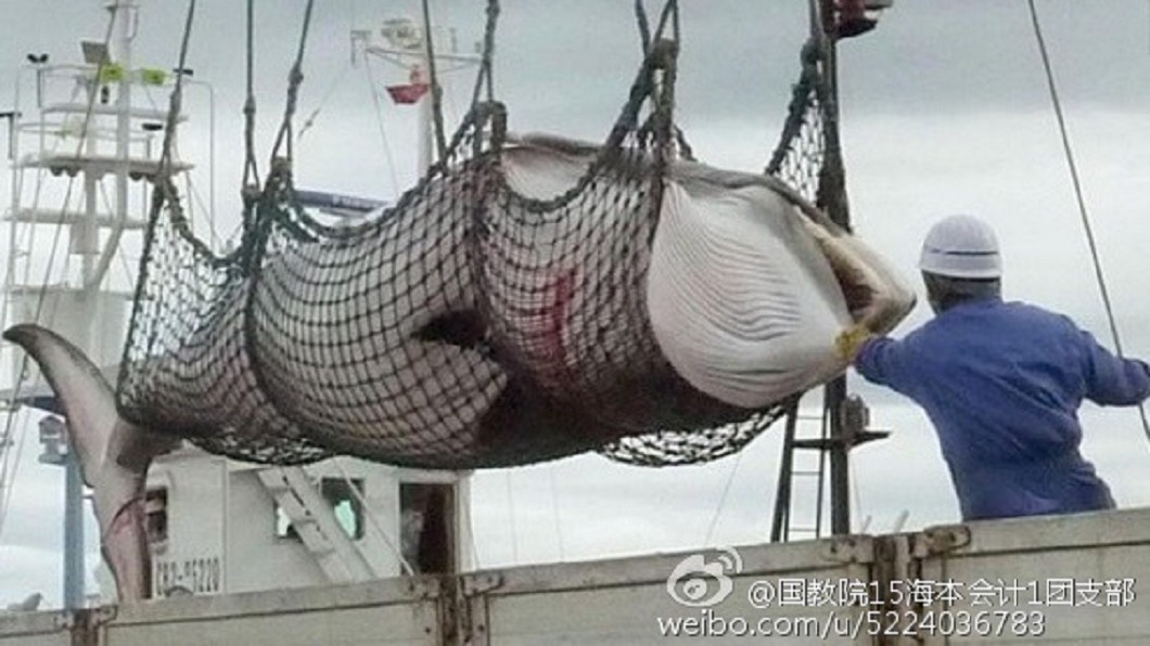 以「研究之名」赴南極　日本獵殺上百頭懷孕母鯨