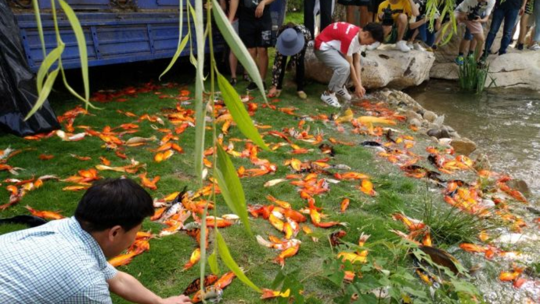 扯!工人手滑全噴出 逾萬活魚草地狂跳求生