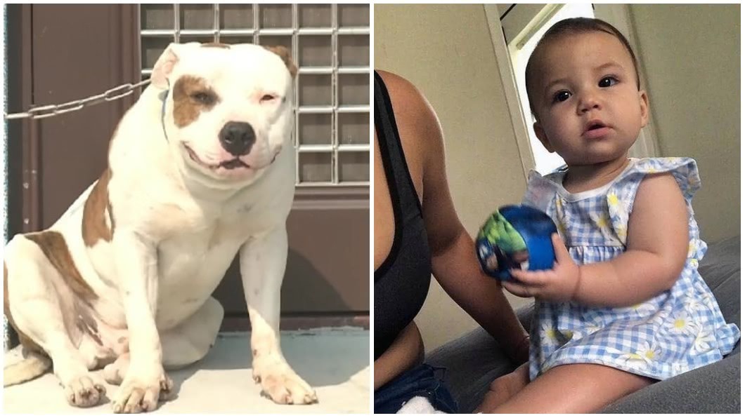 比特犬咬死8個月女嬰 母哀痛:她是我的全部