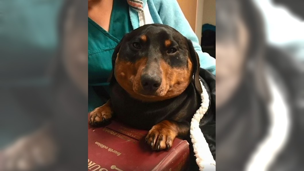 臘腸犬被灌氣「腫成3倍大」 飼主崩潰:感覺要爆炸了!