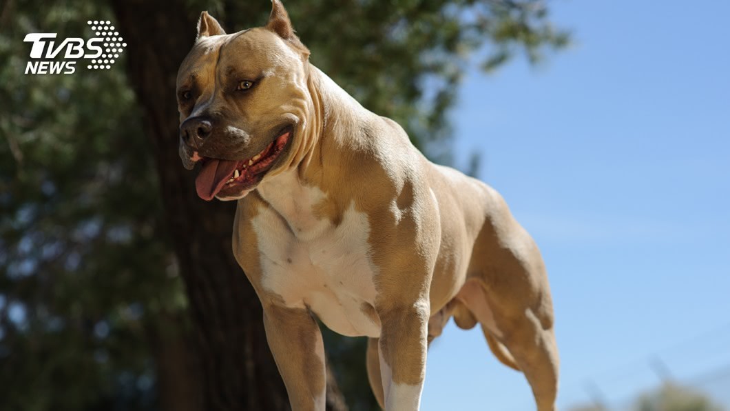 佛州8個月大女嬰 慘遭自家比特犬咬死