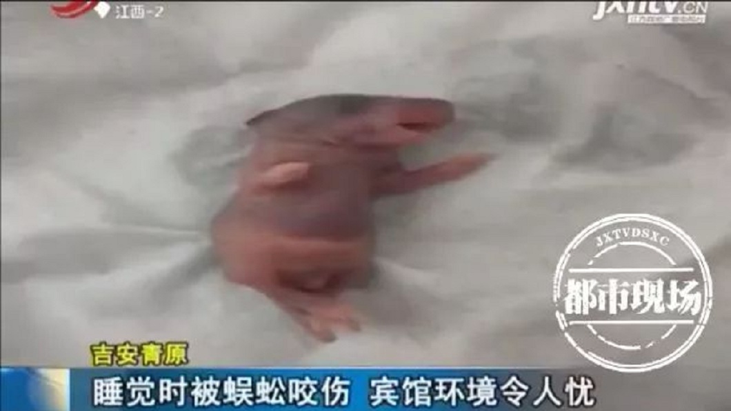 除了蜈蚣之外，他在浴室洗衣服時還發現天花板掉落了一隻剛出生的老鼠。(圖／翻攝自搜狐新聞)