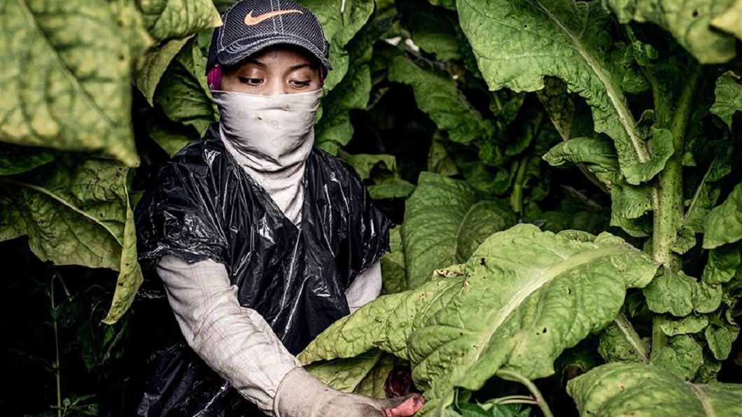 美國也發現童工！　菸草農場打工中毒昏倒