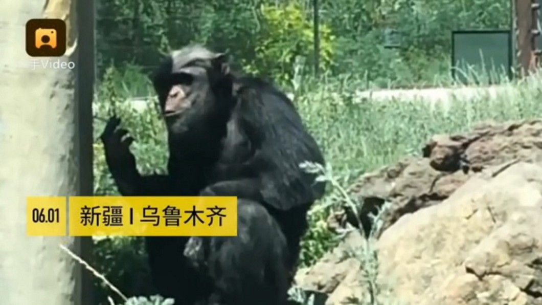 遊客亂丟菸蒂起鬨 害黑猩猩「吞雲吐霧」染菸癮