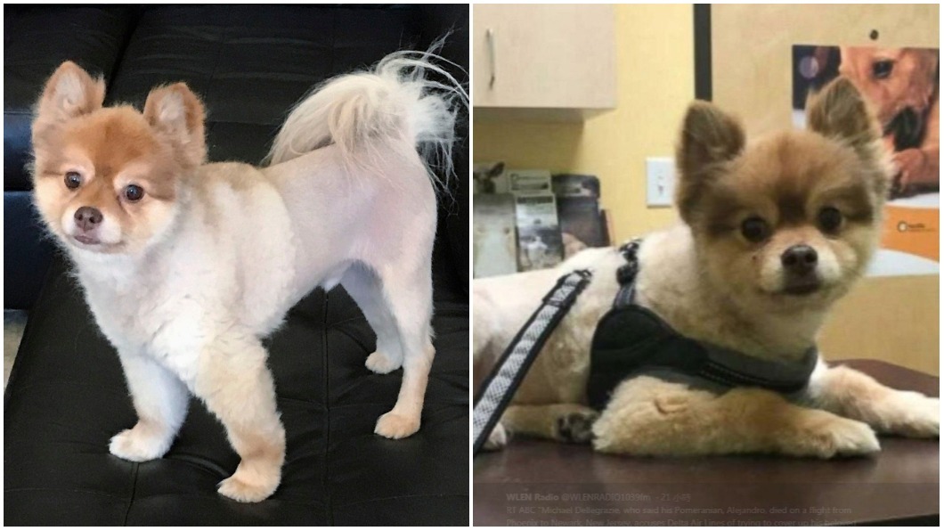 愛犬搭機暴斃死亡!毛毯沾血漬 飼主:有人要毀證