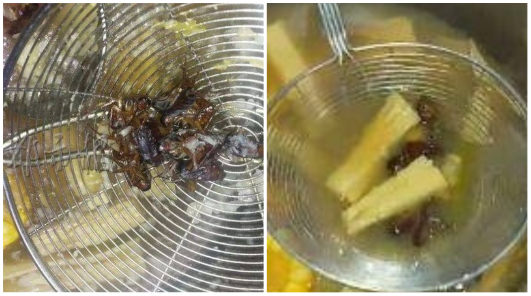噁！ 8隻蟑螂湯底加菜　業者辯：牠們自己排隊下鍋嗎？