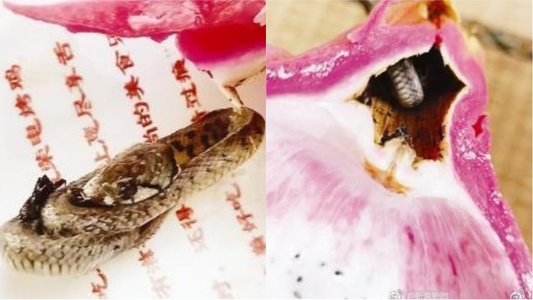 嚇壞!火龍果吃一半...竟拉出「10公分」冬眠幼蛇