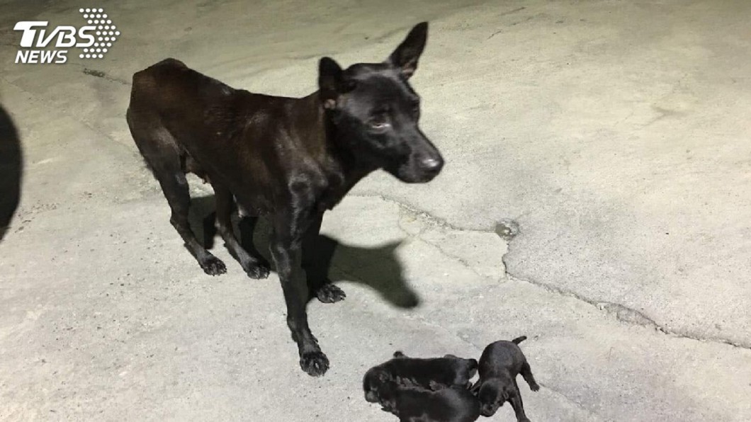 加油站下禁餵令! 狗媽媽缺奶水「餓死4隻幼犬」