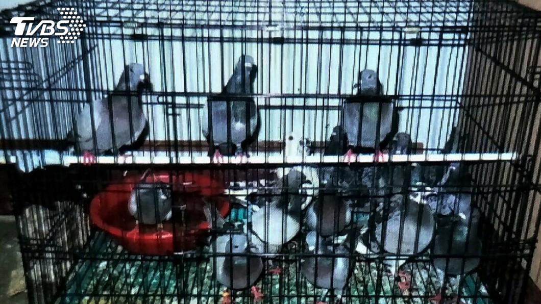 比賽鴿作弊!2男帶鳥坐高鐵 「飛太快」露餡遭判刑
