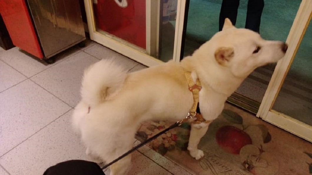 男子在遺書中提到,請友人代為照顧愛犬虎哥。圖/翻攝自楊石城臉書