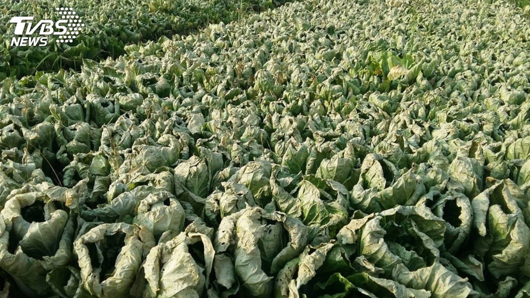 APEC糧食體系會議 農委會:共尋降低糧損對策